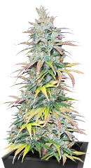 Apple Betty fem (Herbies Seeds)