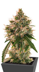 Wedding Cake Autoflower fem (Easy Grow Seeds)