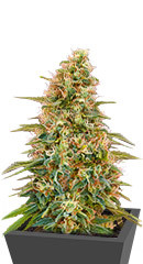 Auto Zkittlez fem (Advanced Seeds)