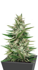 Purple Haze Auto fem (Original Sensible Seeds)