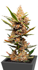 Tropicana Cookies FF fem (FastBuds)