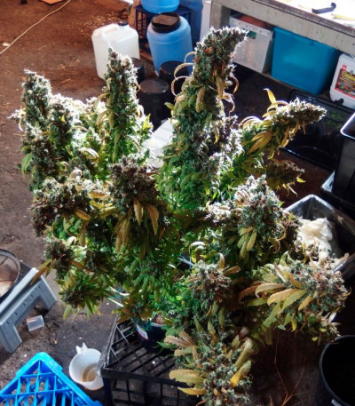 AK-49 fem (Vision Seeds) семена конопли