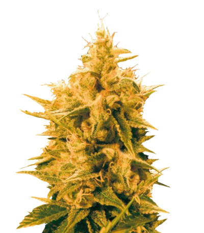 Ananas Funk fem семена конопли