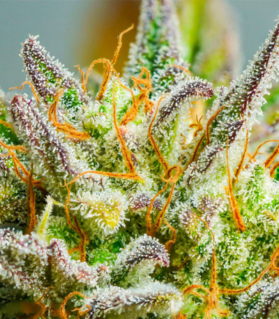 Auto Mokum's Tulip fem (Dutch Passion) семена конопли