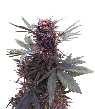 Babushka Black Auto (Kalashnikov Seeds) семена конопли