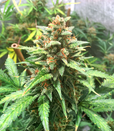 Big Bud Auto fem (Herbies Seeds) семена конопли