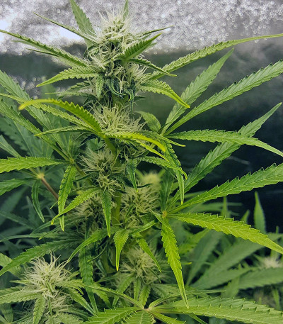 Blue Cheese Autoflowering fem (Dinafem Seeds) семена конопли