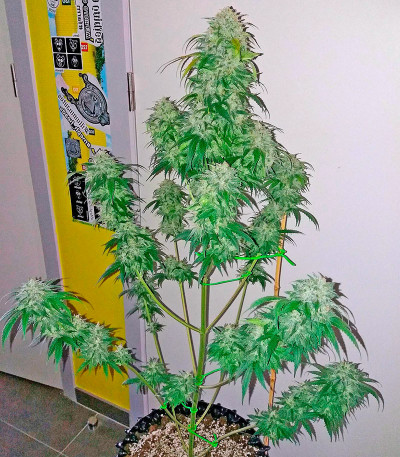 Bubba Kush Autoflowering fem (Dinafem Seeds) семена конопли