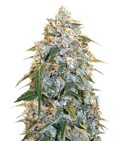 Cocopopo fem семена конопли