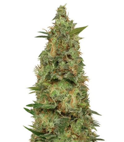 Chemdog Millionaire fem (Dr. Krippling Seeds) семена конопли