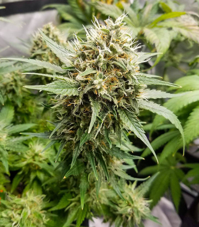 Chocolate Wafflez fem (Paradise Seeds) семена конопли