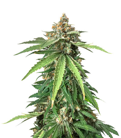 Delicious Cookies fem (Delicious Seeds) семена конопли