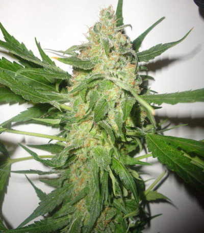 Jack Herer fem (Vision Seeds) семена конопли