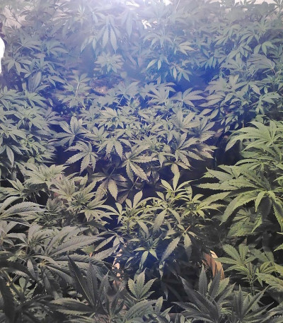 Krippleberry Auto fem (Dr. Krippling Seeds) семена конопли
