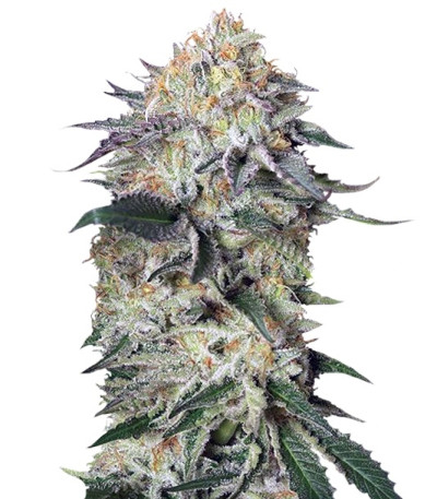 Lemon Garlic OG fem семена конопли