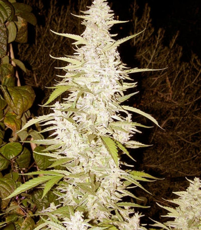 Maroc fem (Female Seeds) семена конопли