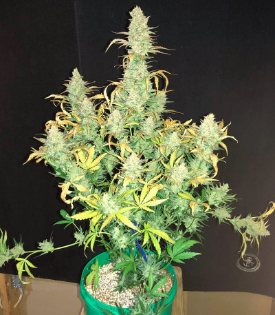 Mimosa Cake Auto fem семена конопли