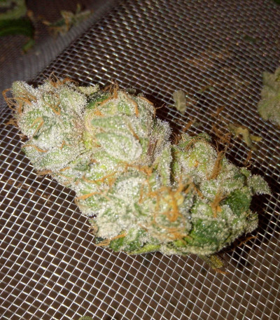 Punch Cookies fem (Original Sensible Seeds) семена конопли