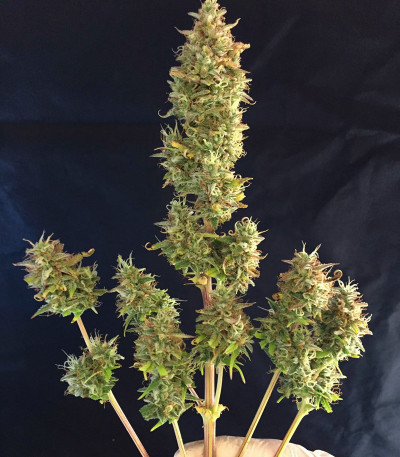 Runtz XL Auto (Sweet Seeds) семена конопли