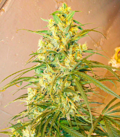 Satori x Mountain Gold regular (Mandala Seeds) семена конопли
