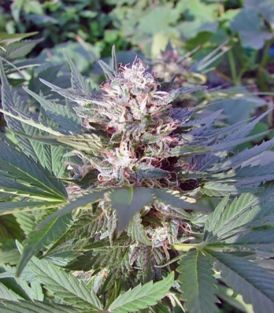 White Berry fem (Paradise Seeds) семена конопли