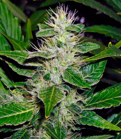 White Russian reg (Serious Seeds) семена конопли