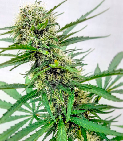 White Russian reg (Serious Seeds) семена конопли