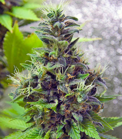 White Widow fem (Green House Seeds) семена конопли