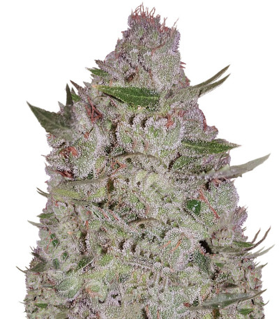 White Widow Original Auto fem (Sumo Seeds) семена конопли