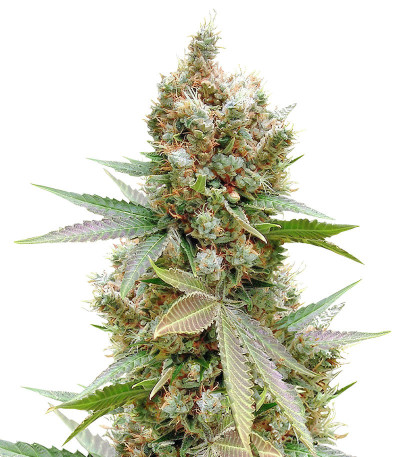 Banana Sapphire fem (Humboldt Seed Organization) семена конопли