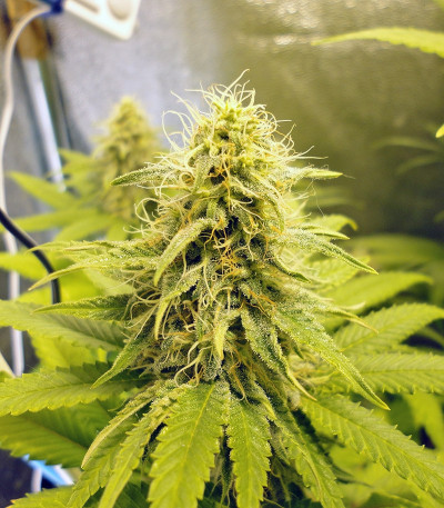 White Widow fem (Dutch Passion) семена конопли