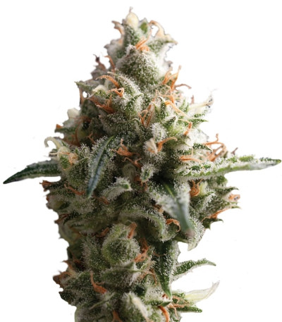 Auto Super Hash fem (Pyramid Seeds) семена конопли