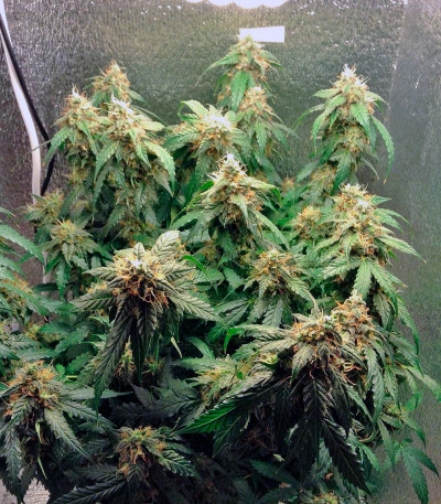 Семена конопли Auto Euforia