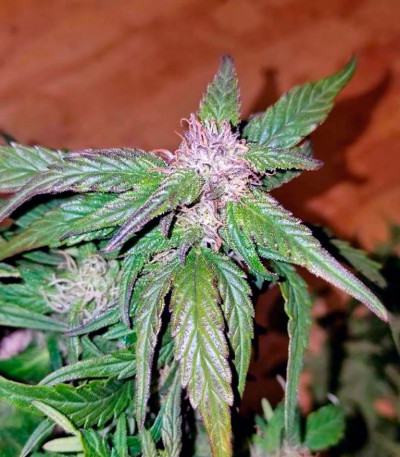 Auto Pyramid fem (Pyramid Seeds) семена конопли