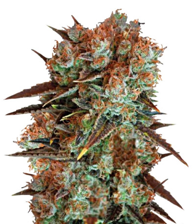 Caramel King fem семена конопли