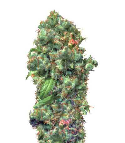 Love Peace fem (VIP Seeds) семена конопли