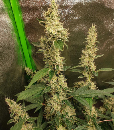 Cookies USA fem (Pyramid Seeds) семена конопли
