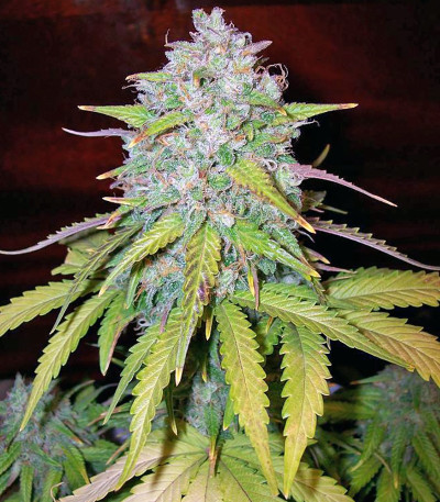 Cream Caramel Auto fem (Sweet Seeds) семена конопли