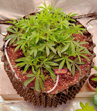 Dolly Kush fem (Dr. Krippling Seeds) семена конопли