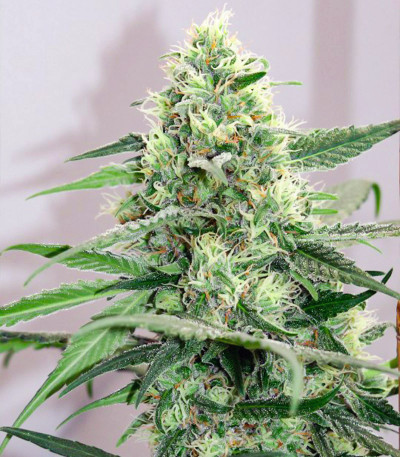 Fast N' Glorious reg семена конопли