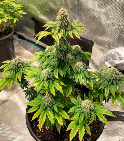 Frosted Guava fem (Original Sensible Seeds) семена конопли