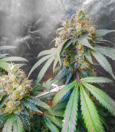 Gorilla fem (00 Seeds) семена конопли