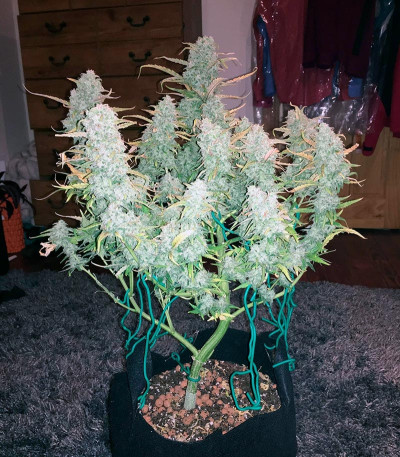 Green Crack Auto fem (FastBuds) семена конопли