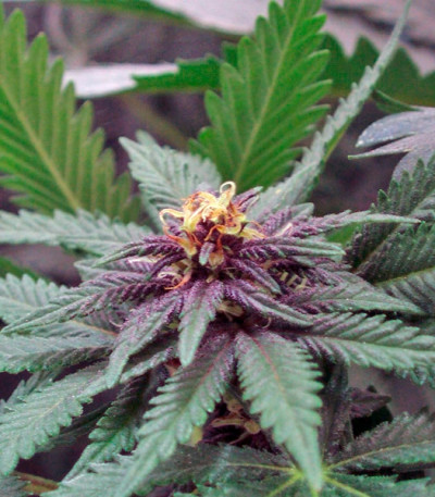 Hollands Hope reg (Dutch Passion) семена конопли