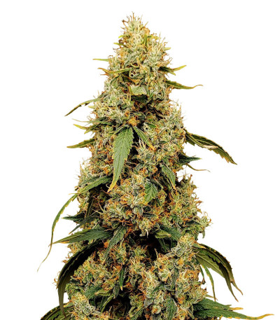 Jamnesia Haze fem (Dr. Krippling Seeds) семена конопли