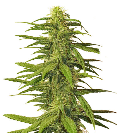 K-2 fem (Nirvana Seeds) семена конопли