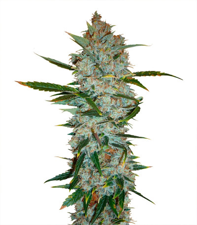 Kali Мist fem (Serious Seeds) семена конопли