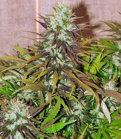 Kalichakra reg семена конопли