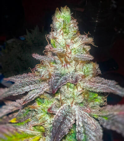 Mandarin Cookies R3 fem (Ethos Genetics) семена конопли