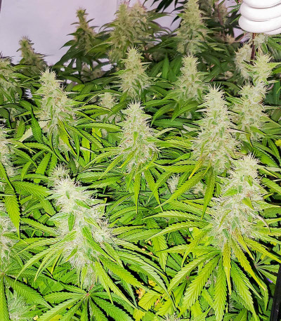 Mandarin Thuggee fem (AlphaFem Seeds) семена конопли